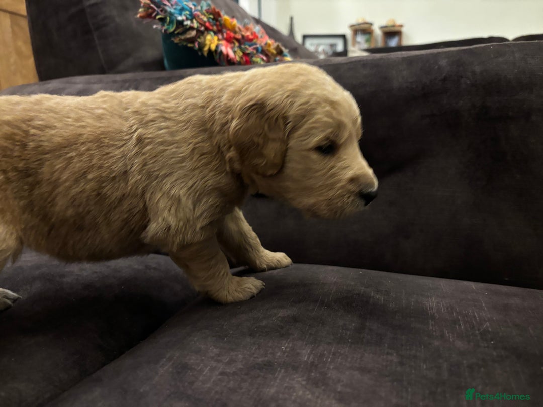 Double Doodle dogs for sale: 10 beautiful double doodles born on 24/08/2025 - Image 18