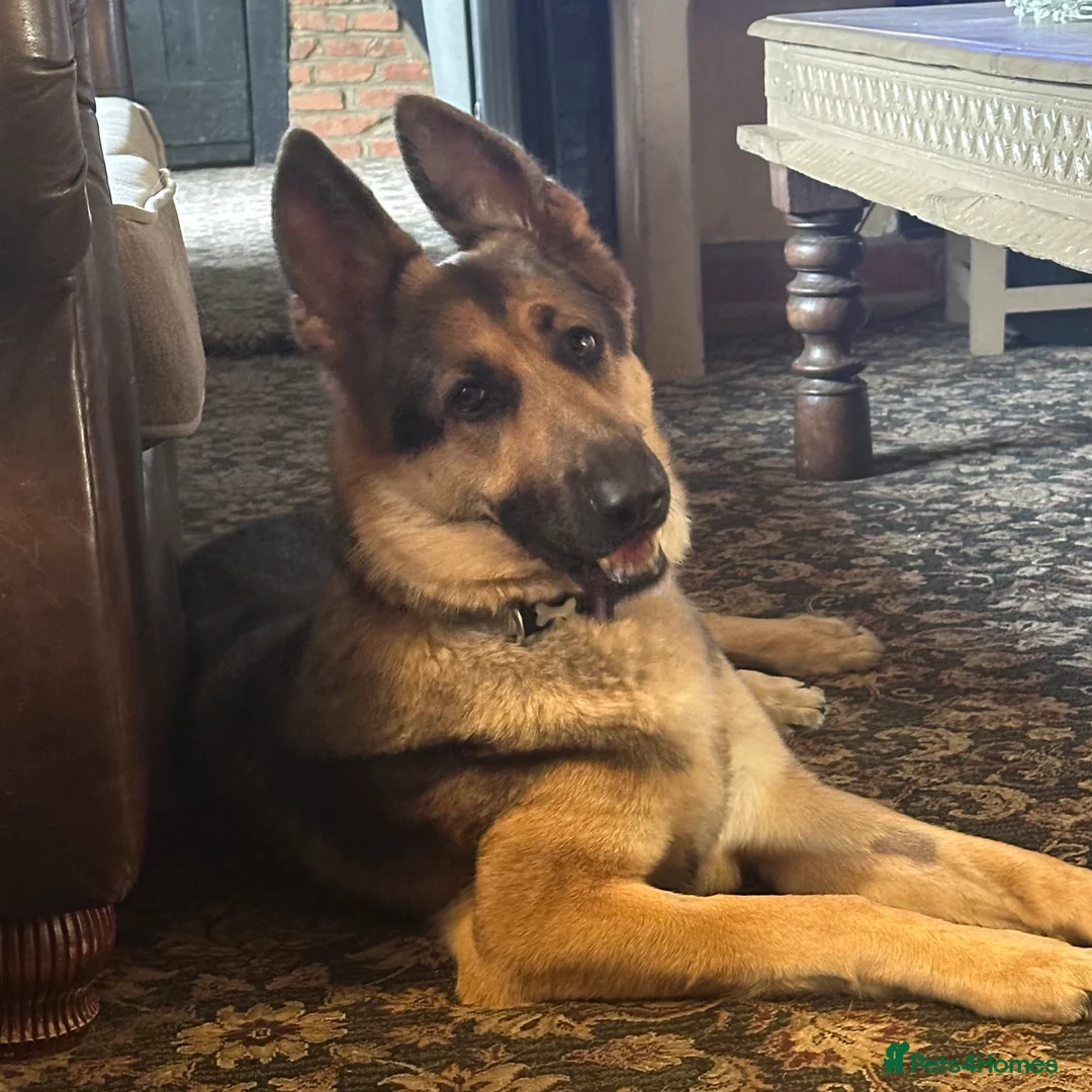 German Shepherd dogs for sale: German shepherd KC straight back bitch  - Advert 4