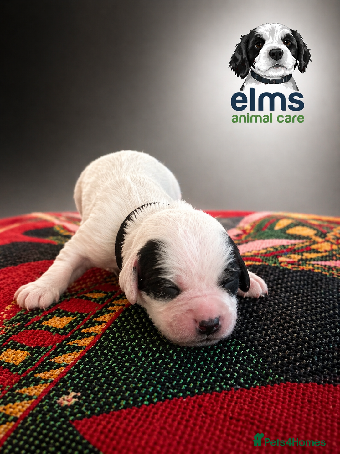 Sprocker dogs 5 star bred sprockers for sale! £1200 - Advert 2