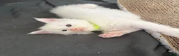 Maine Coon cats for sale: Maine coon kittens  in Rushden - Advert 3