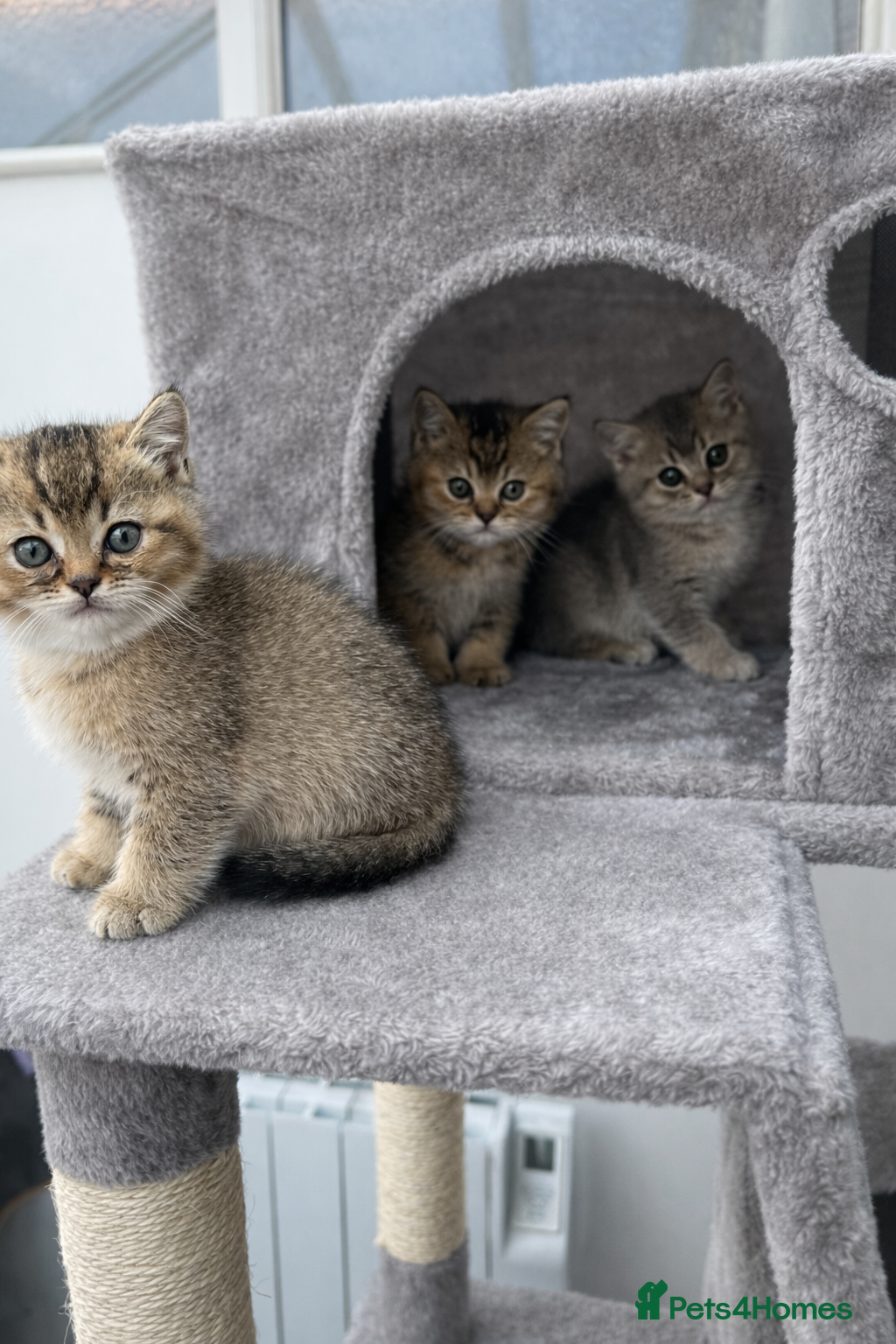 British Shorthair cats British Shorthair Golden Shaded Kittens - Advert 1