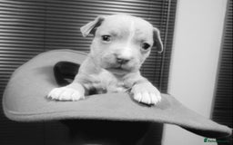 Mixed Breed dogs for sale: Boxer/Staff/Cane Corso Puppies for Sale - Advert 29