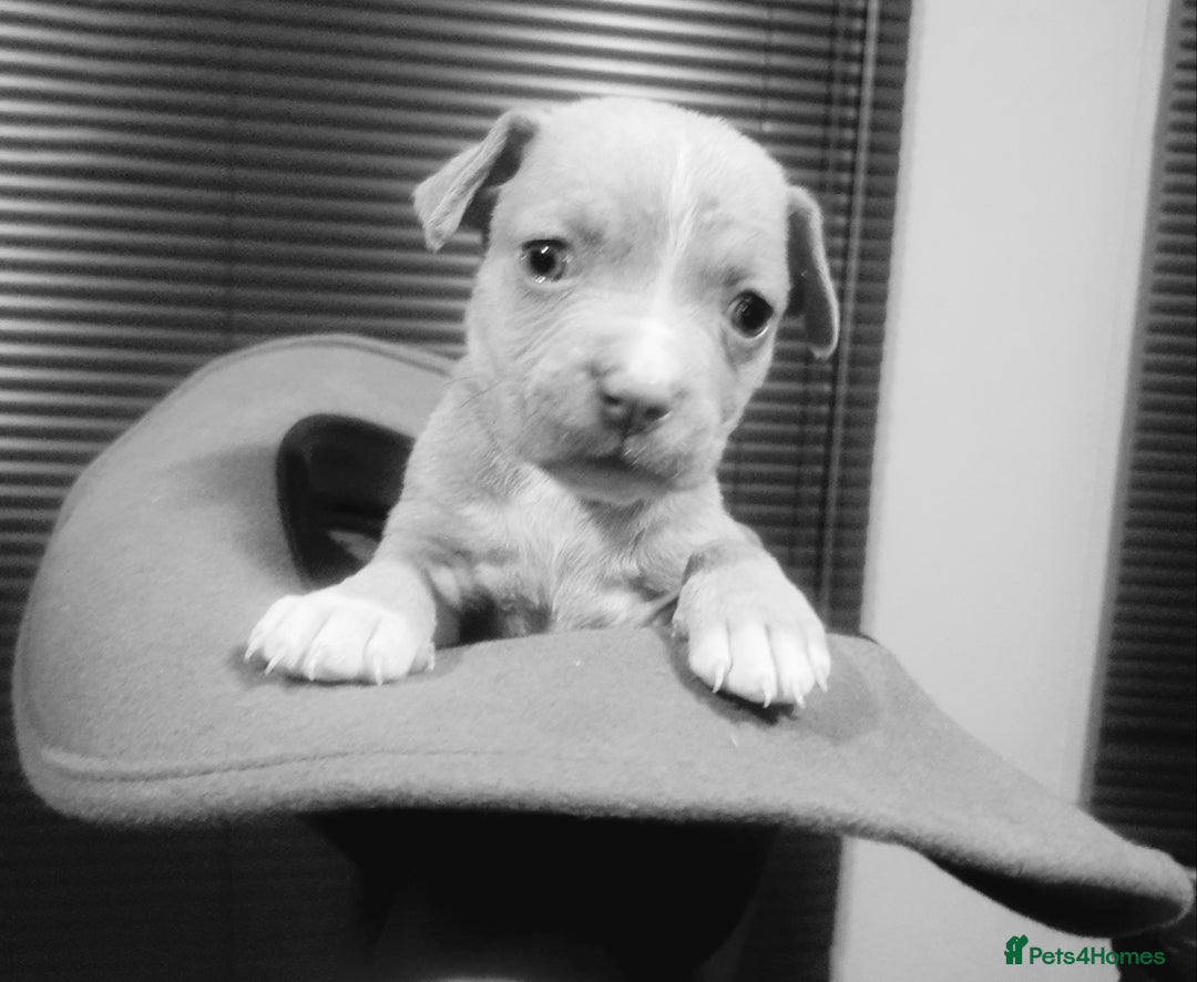 Mixed Breed dogs for sale: Boxer/Staff/Cane Corso Puppies for Sale - Advert 29