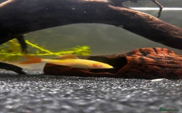 Sharks fish for sale: FREE rainbow shark  - Image 1
