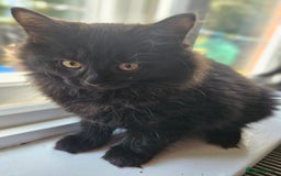 British Shorthair cats for sale: 4 beautiful kittens for sale  - Image 27