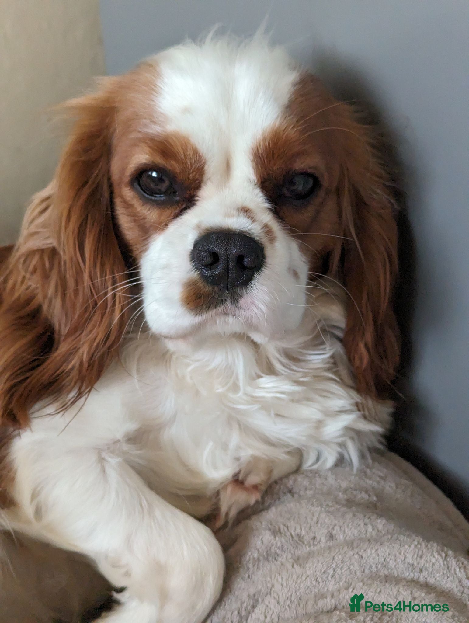Cavalier King Charles Spaniel dogs MRI scanned pareents fully health tested  - Advert 1