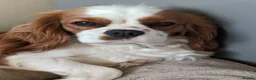Cavalier King Charles Spaniel dogs for sale: MRI scanned pareents fully health tested  - Advert 1