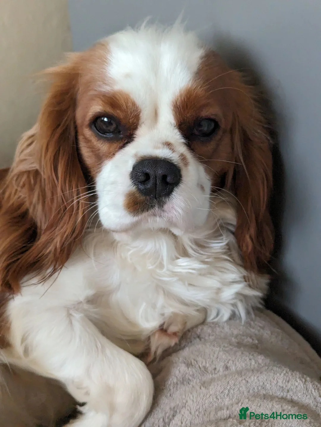 Cavalier King Charles Spaniel dogs for sale: MRI scanned pareents fully health tested  - Advert 1