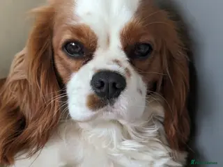 Cavalier King Charles Spaniel dogs MRI scanned pareents fully health tested - Advert 4