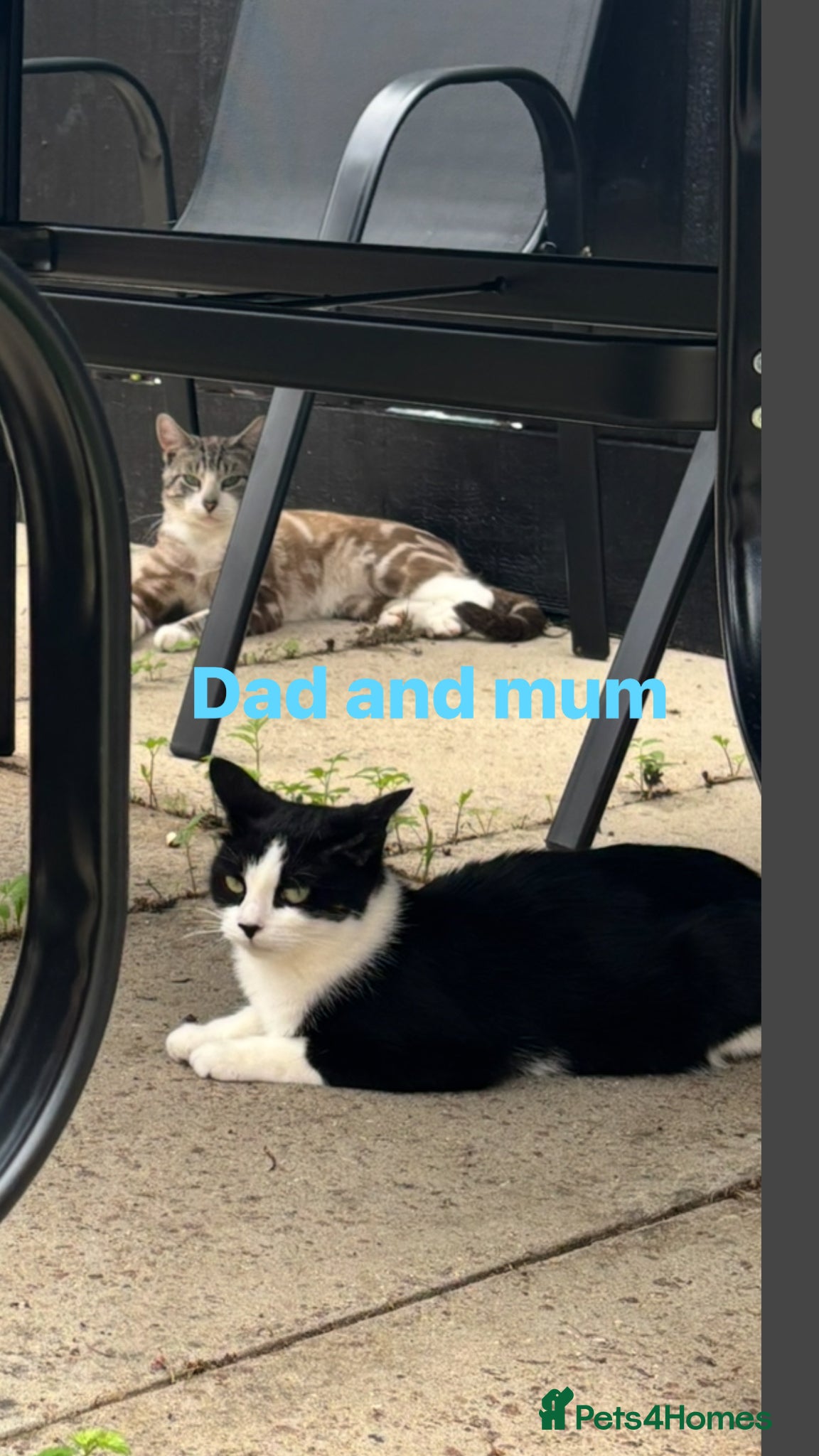 Mixed Breed cats Kittens for sale - Advert 1