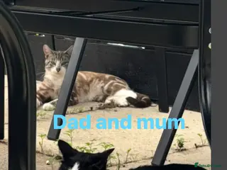 Mixed Breed cats Kittens for sale - Advert 6