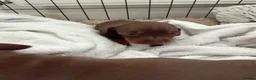 Miniature Dachshund dogs for sale: Stunning Mini Dachshund puppies for sale - Advert 27