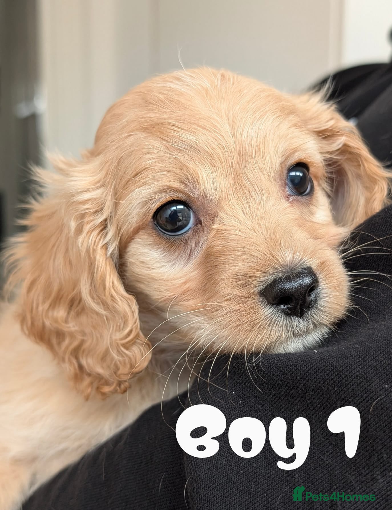 Cavapoo dogs Cavapoo F1 puppies Manchester  - Advert 1