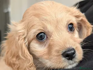 Cavapoo dogs Cavapoo F1 puppies Manchester - Advert 15