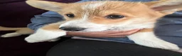 Welsh Corgi Pembroke dogs for sale: Pembrokeshire Corgi  in Tregaron - Advert 2