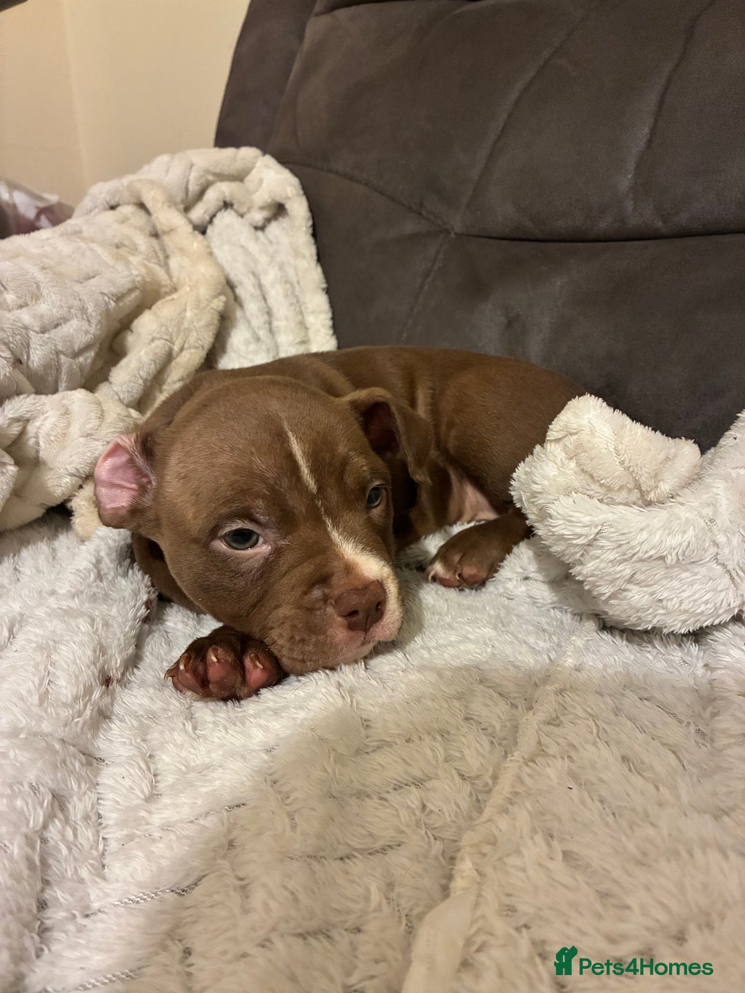 Mixed Breed dogs for sale: Pocket bully pup - Advert 1