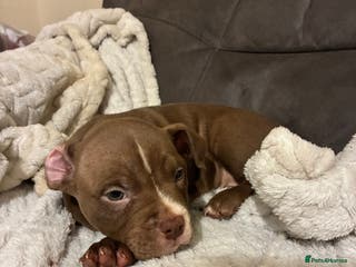 Mixed Breed dogs Pocket bully pup - Advert 1