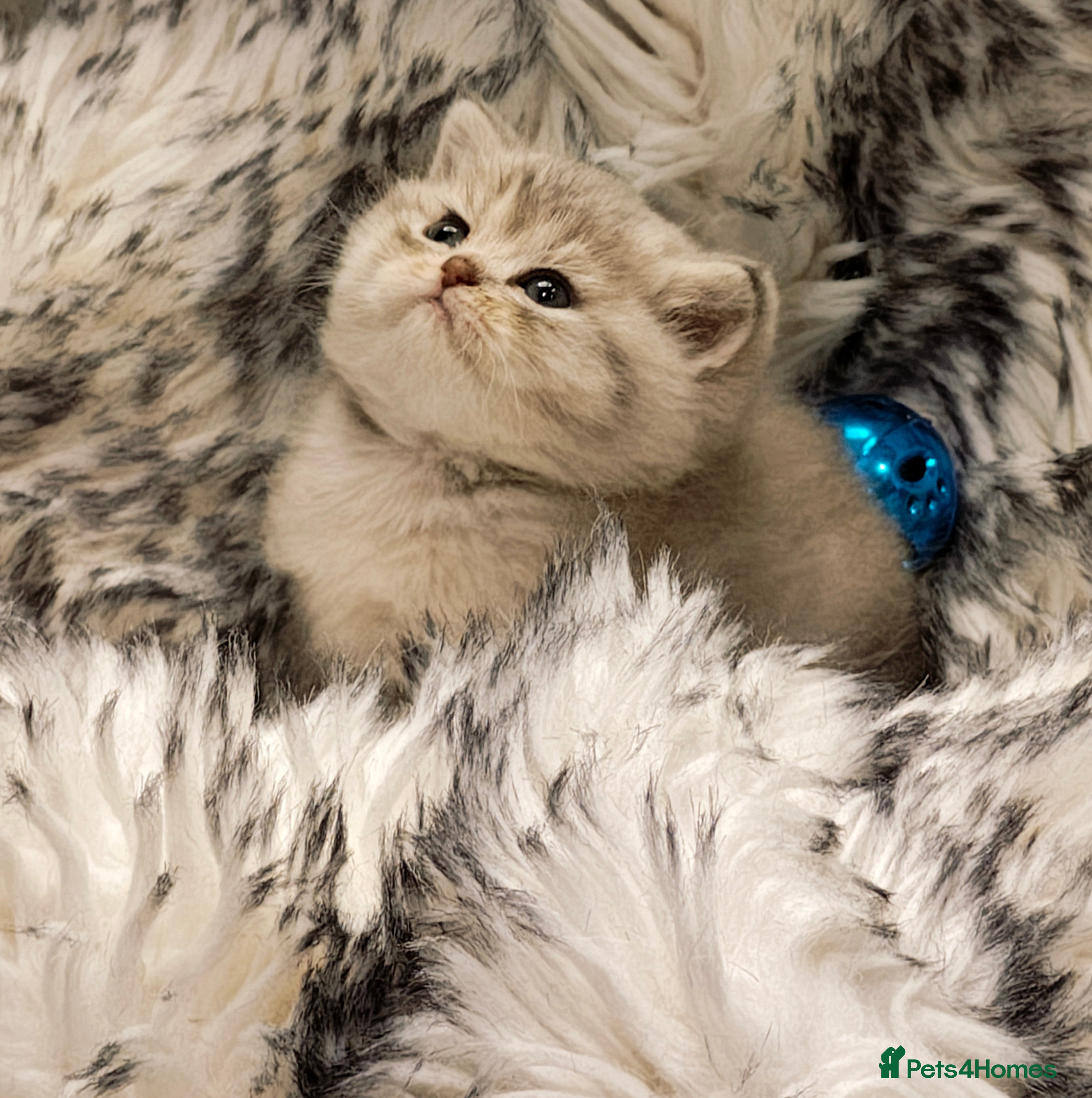 British Shorthair cats Blue golden & lilac girls Tica registered  - Advert 12