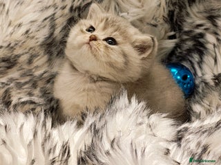 British Shorthair cats Blue golden & lilac girls Tica registered - Advert 12