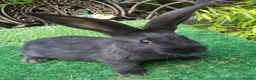 Continental Giant rabbits for sale: PURE bred Continental Giants - Vaccinated RESERVE  - Advert 8