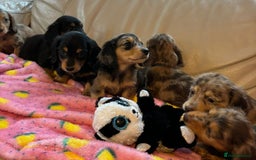 Dachshund dogs for sale: Dachshund long haired miniature - Image 25