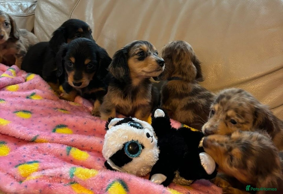 Dachshund dogs for sale: Dachshund long haired miniature - Image 25