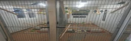 Budgerigars birds for sale: Exhibition budgies for sale  in Sudbury - Advert 4