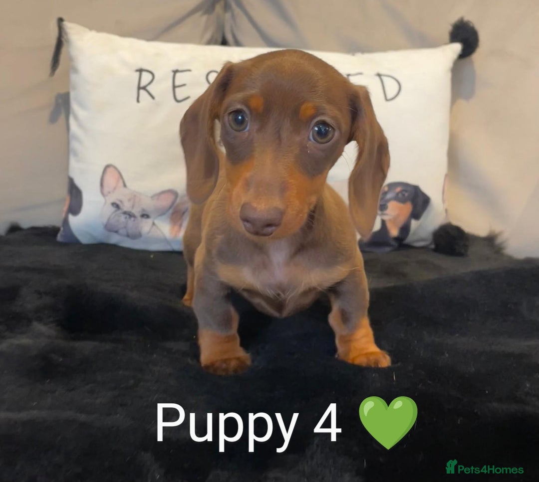 Miniature Dachshund dogs for sale: Ethically Bred Superior Health Tested Miniatures - Image 31