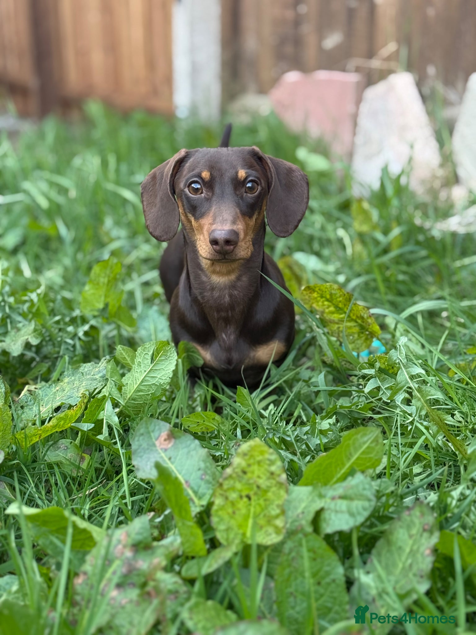 Miniature Dachshund dogs Miniature Dachshund Stud Available - Advert 1