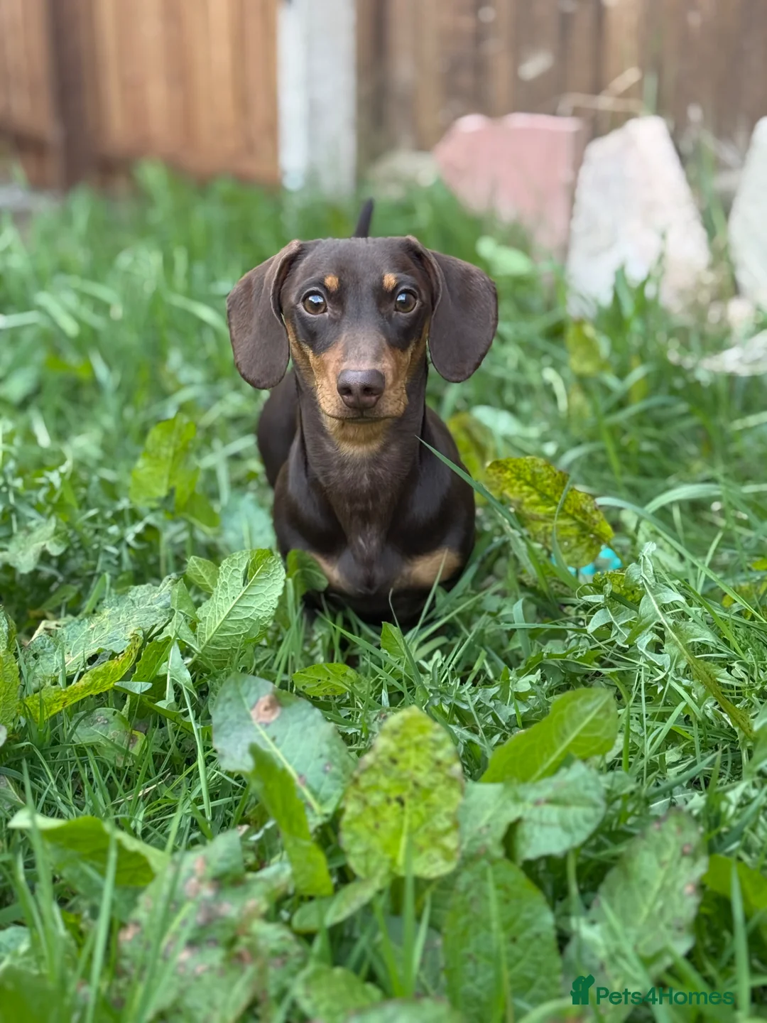 Miniature Dachshund dogs for stud: Miniature Dachshund Stud Available in Coalville - Advert 1