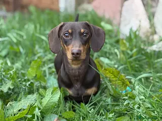 Miniature Dachshund dogs Miniature Dachshund Stud Available - Advert 1