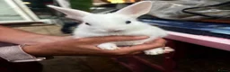 Netherland Dwarf rabbits for sale: cute Netherland dwarf bunnies in Abingdon - Advert 9