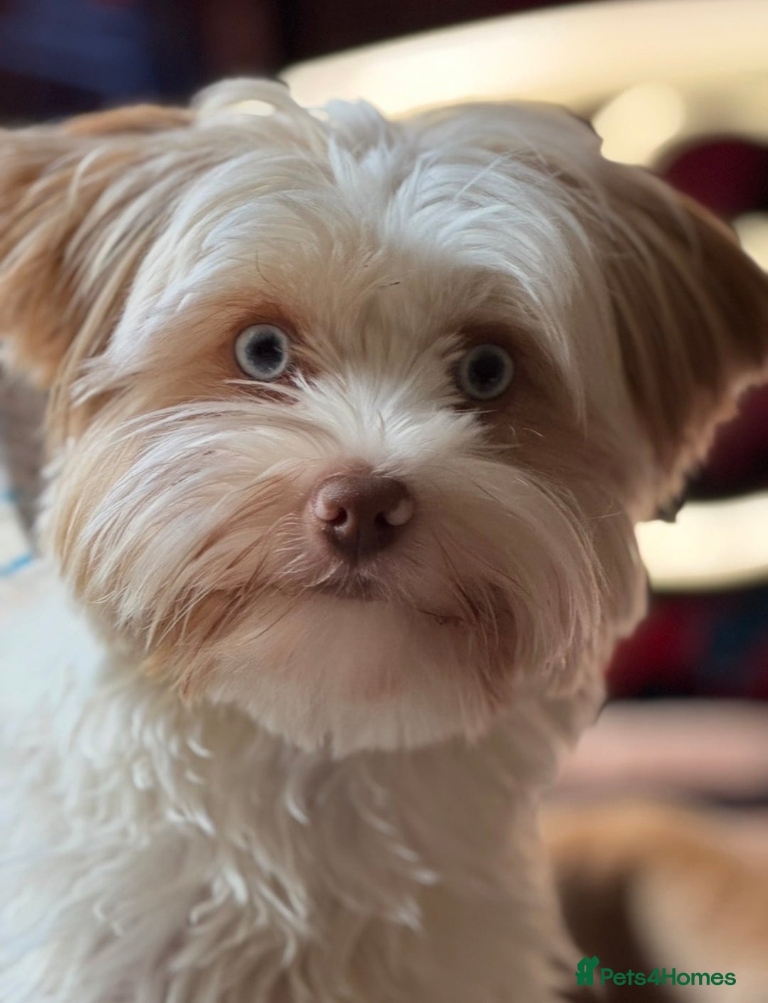 Yorkshire Terrier dogs for sale: Adorable Health Tested Coloured Yorkies (Biewer)  - Advert 17