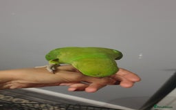 Ringnecks birds for sale: Indian ring nack parrot  - Image 2