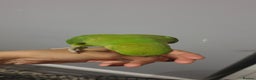 Ringnecks birds for sale: Indian ring nack parrot  - Advert 2
