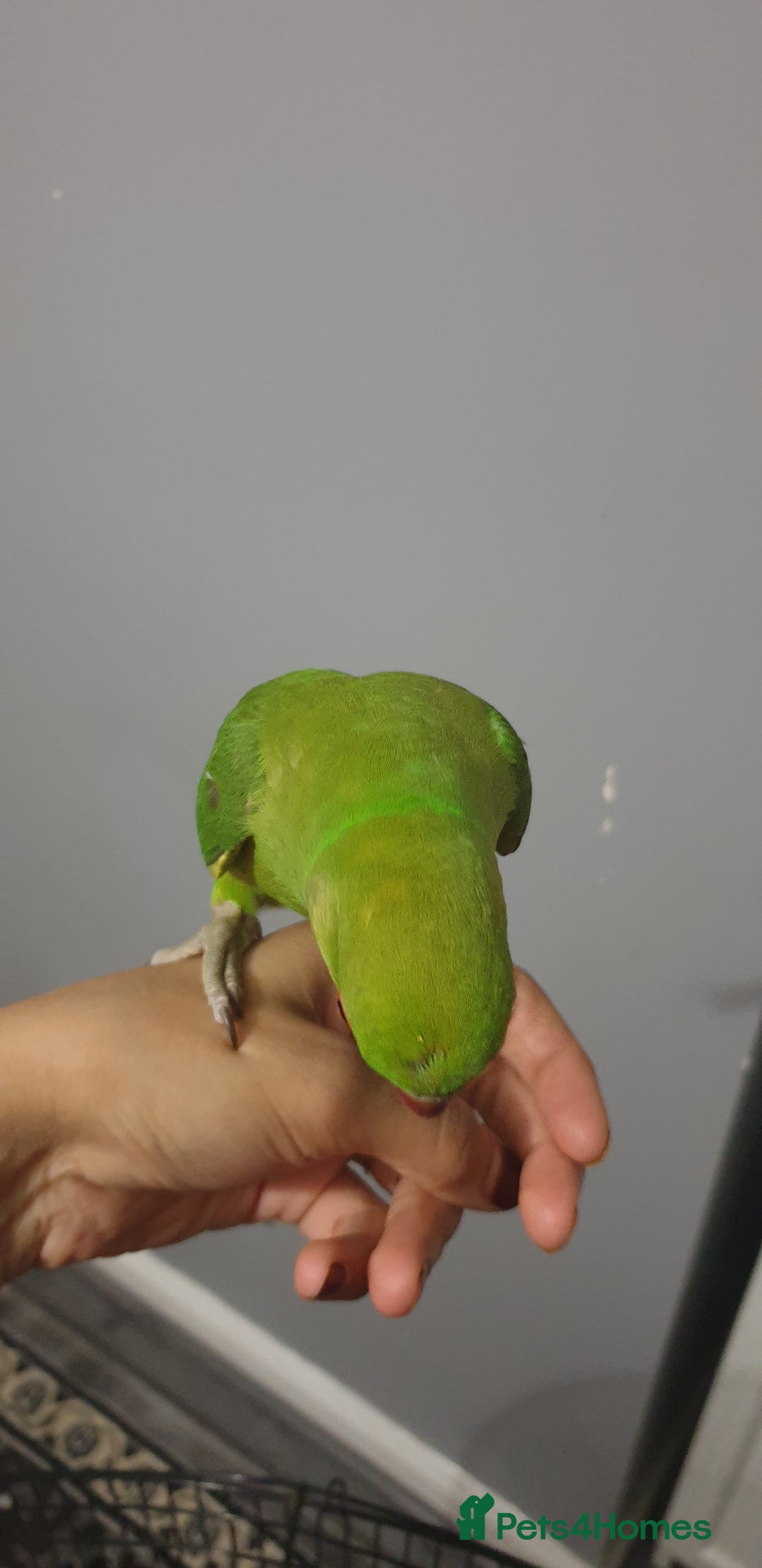 Ringnecks birds for sale: Indian ring nack parrot  - Image 2