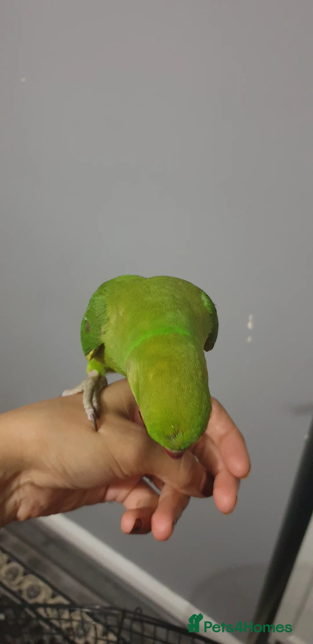 Ringnecks birds for sale: Indian ring nack parrot  - Advert 2