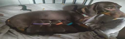 Dachshund dogs for sale: Stunning miniature dachshunds - Advert 1