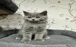 British Shorthair cats for sale: 4 Gorgeous British Blue Kittens  - Image 17