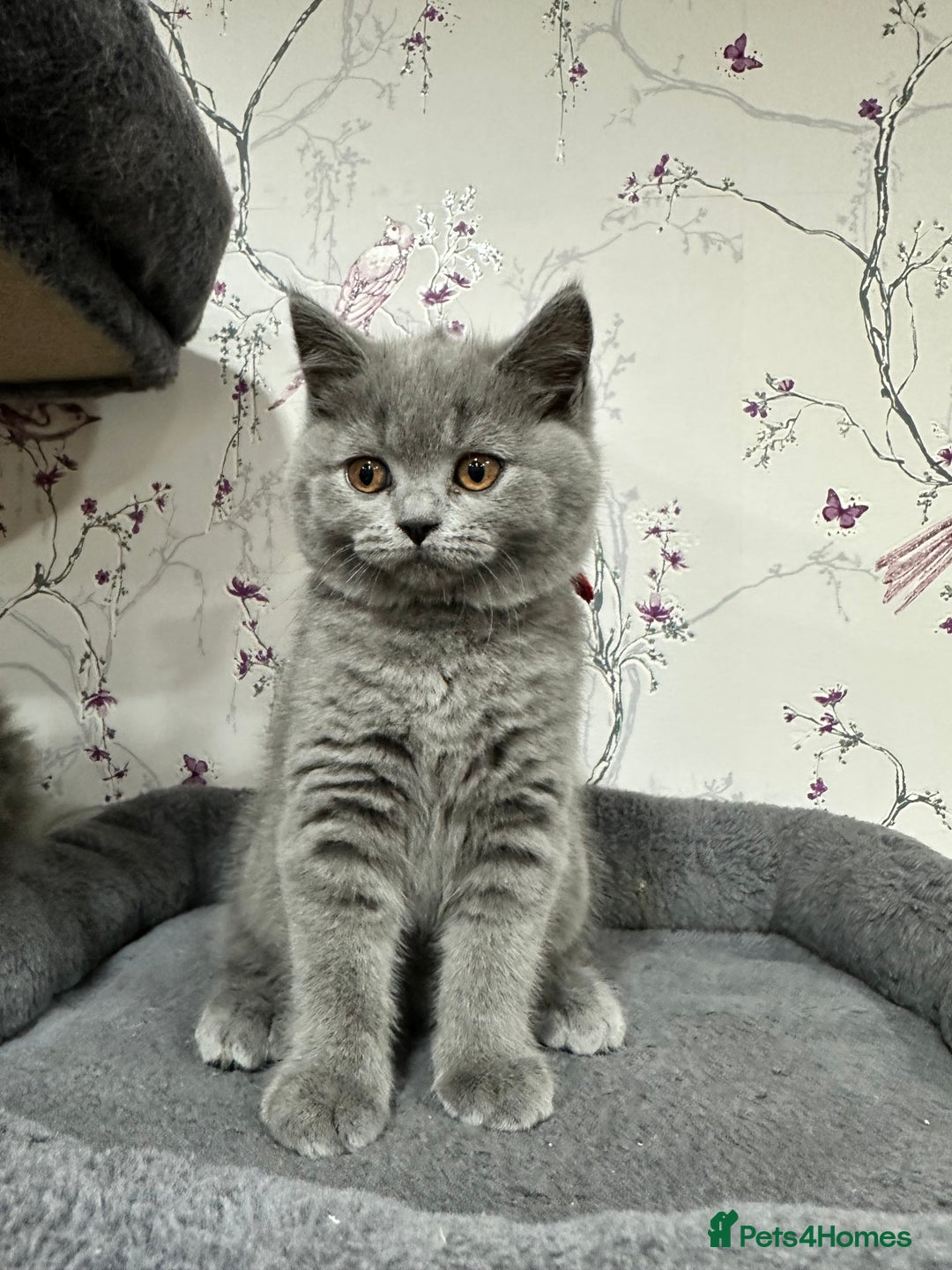 British Shorthair cats for sale: 4 Gorgeous British Blue Kittens  - Image 17