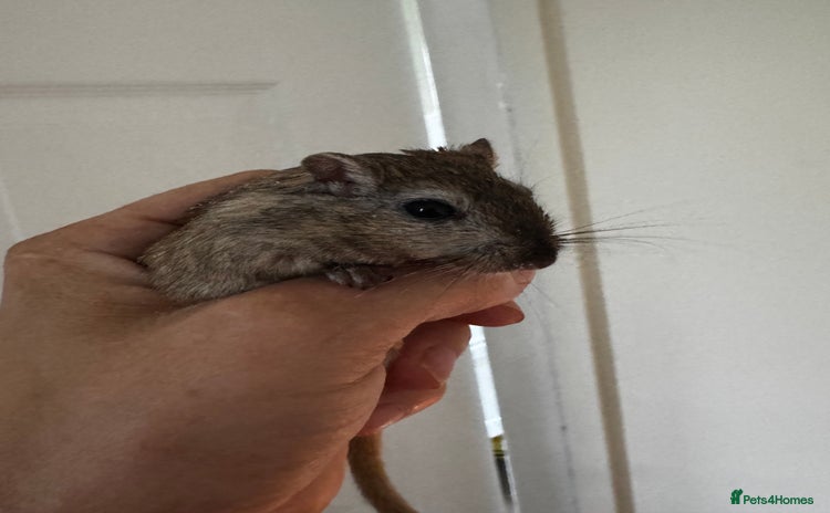 Gerbil rodents - Advert 1