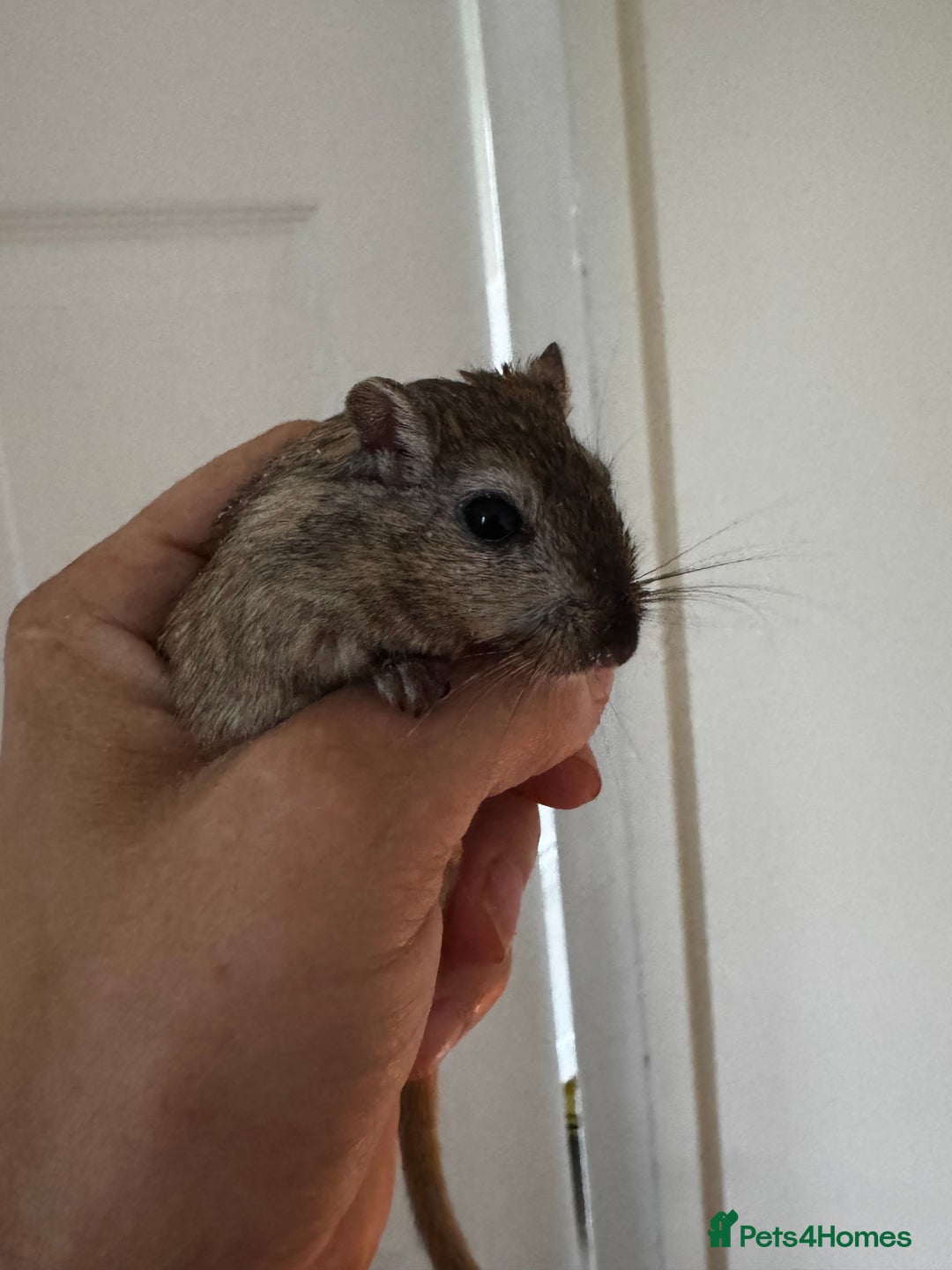 Gerbil rodents for sale: PAIR OF MALE GERBILS - 6mo tame 1 brown 1 white  - Image 1