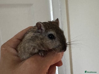 Gerbil rodents - Advert 4