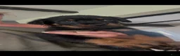 Rottweiler dogs for sale: Stunning litter of Rottweiler babies  - Advert 3