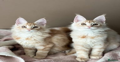 Maine Coon cats Maine coon kittens ready now  - Advert 2