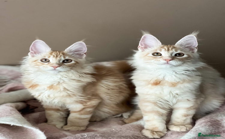 Maine Coon cats - Advert 6