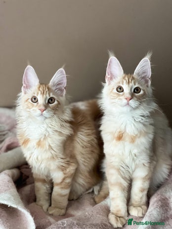 Maine Coon cats - Advert 1