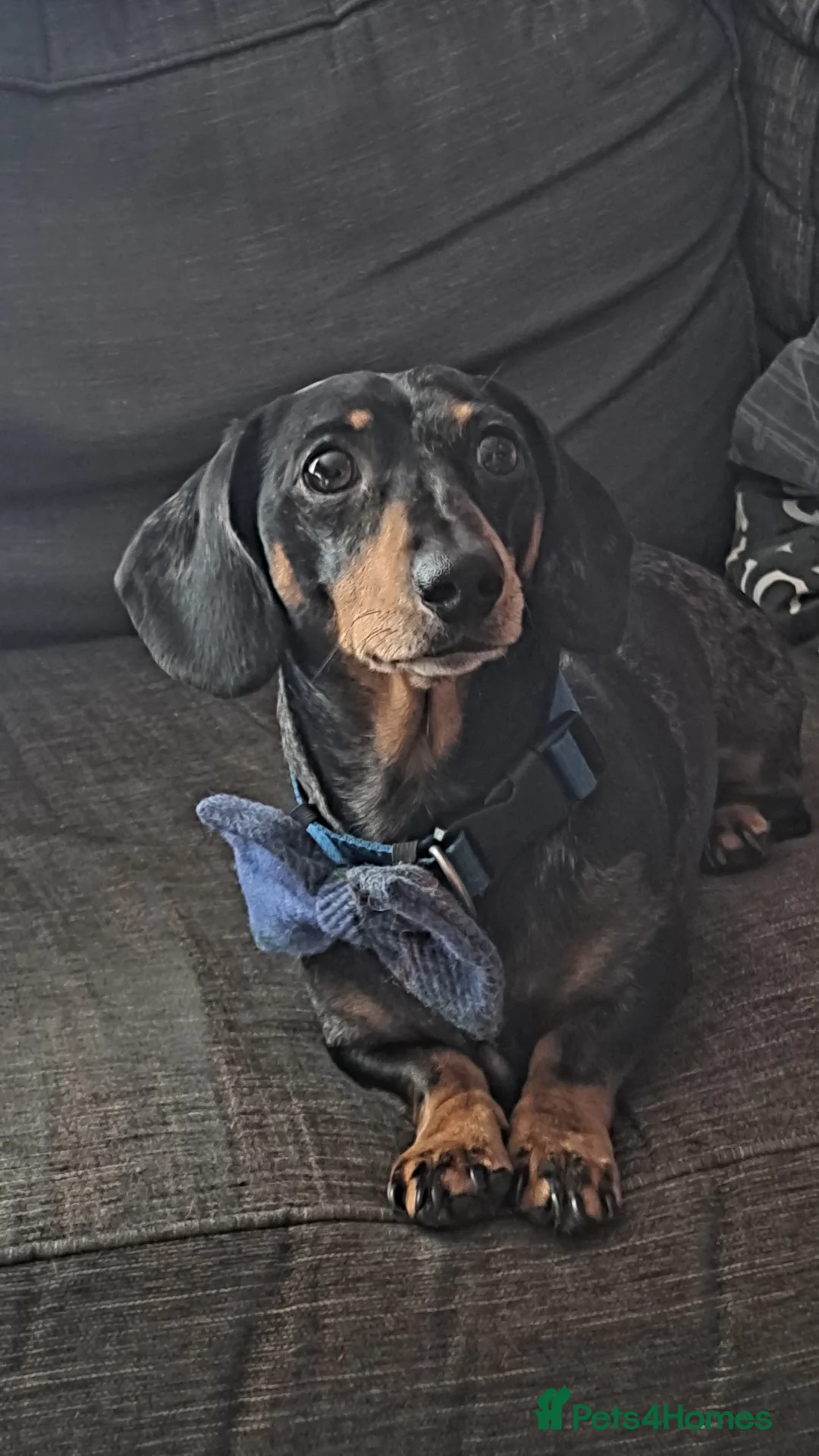 Miniature Dachshund dogs for stud: For stud only in Caerphilly - Advert 1