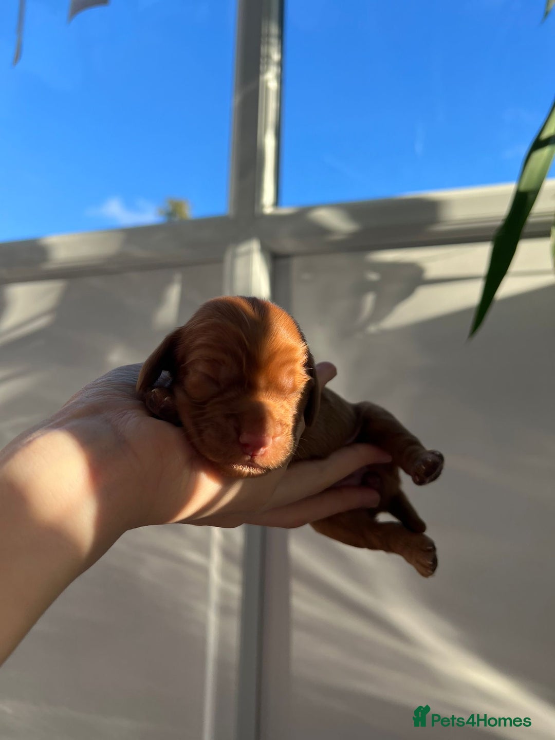 Cocker Spaniel dogs for sale: Show Type Cocker Spaniels. - Advert 7