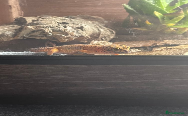 Leopard Gecko reptiles in King's Lynn - Advert 6